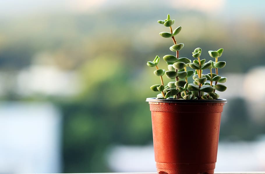 a fleshy plant, plants, potted plant, succulent, mini potted, HD wallpaper