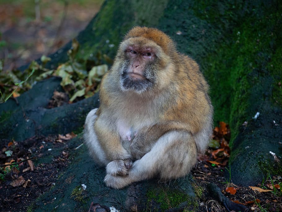 barbary macaque, grumpy monkey, wet monkey, african monkey, HD wallpaper
