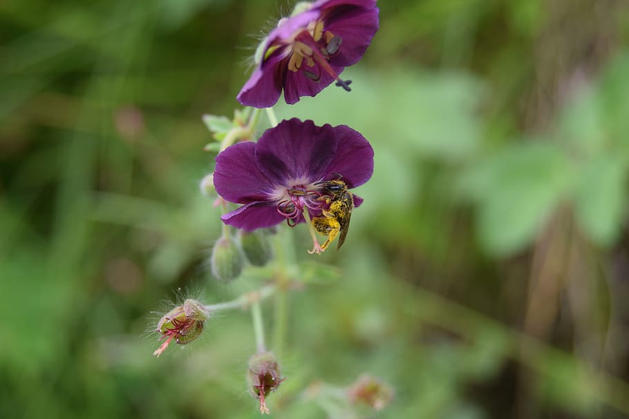 bee, brown stork beak, geranium phaeum, pollen, flowering plant HD wallpaper