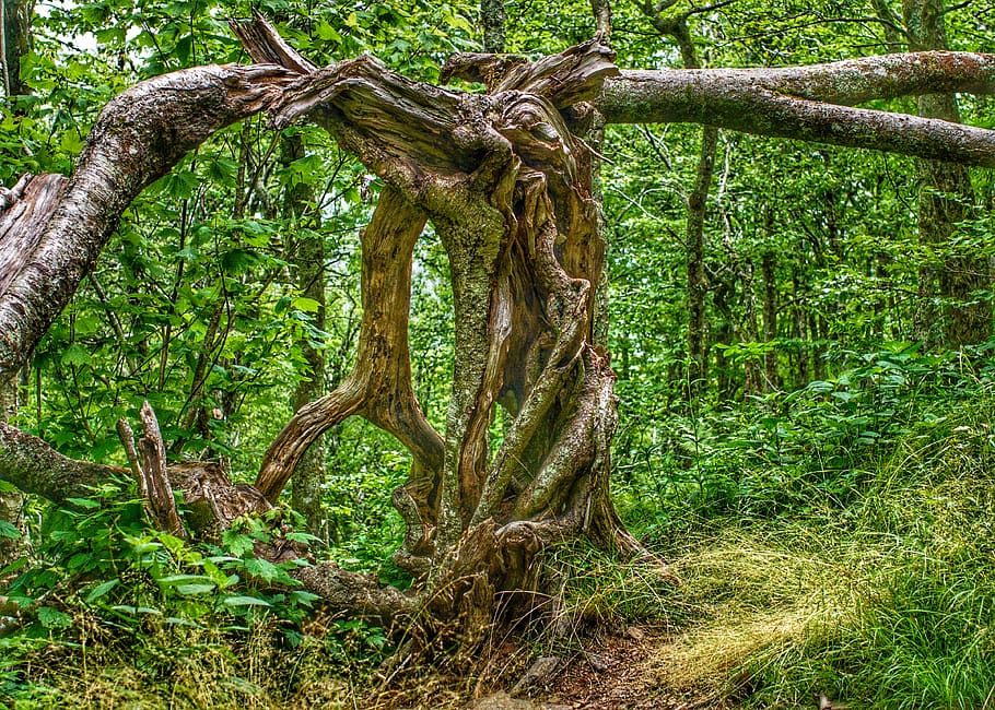 tree, twisted, forest, split, plant, growth, land, trunk, tree trunk HD wallpaper