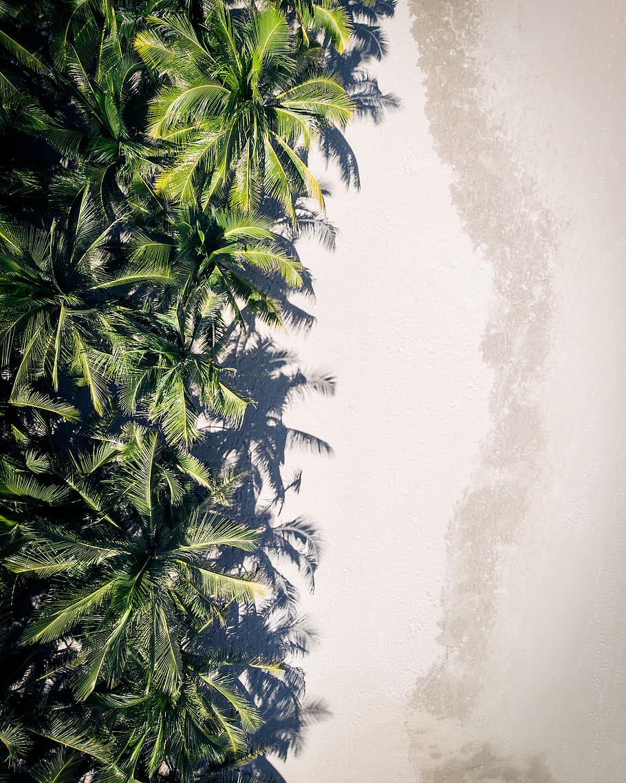 coconut palm trees, plant, growth, nature, green color, no people HD wallpaper