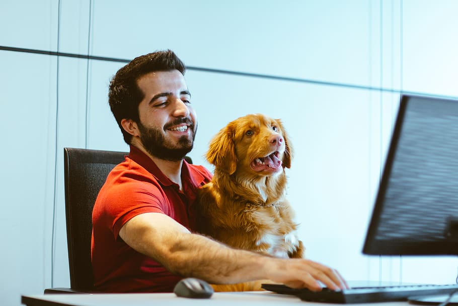dog sitting on man's lap while using computer, real people, domestic animals HD wallpaper