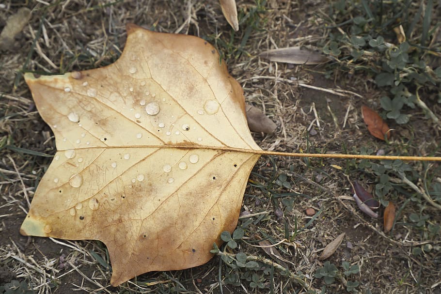 leaf, autumn, nature, leaves, fall foliage, maple, fall leaves HD wallpaper
