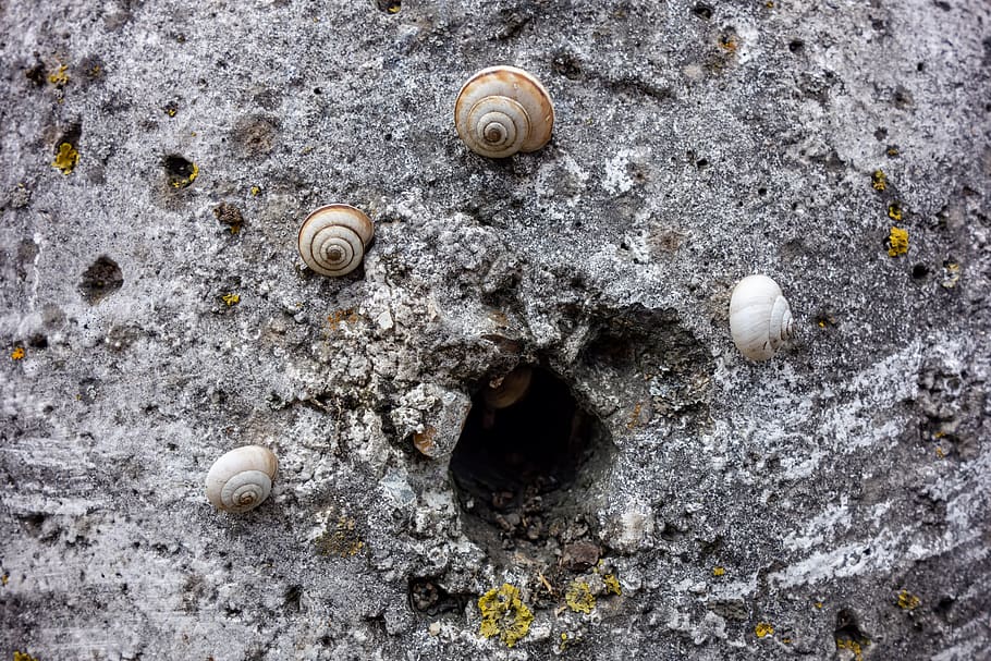 snail, round, spiral, shell, yellow, no people, day, animal wildlife HD wallpaper