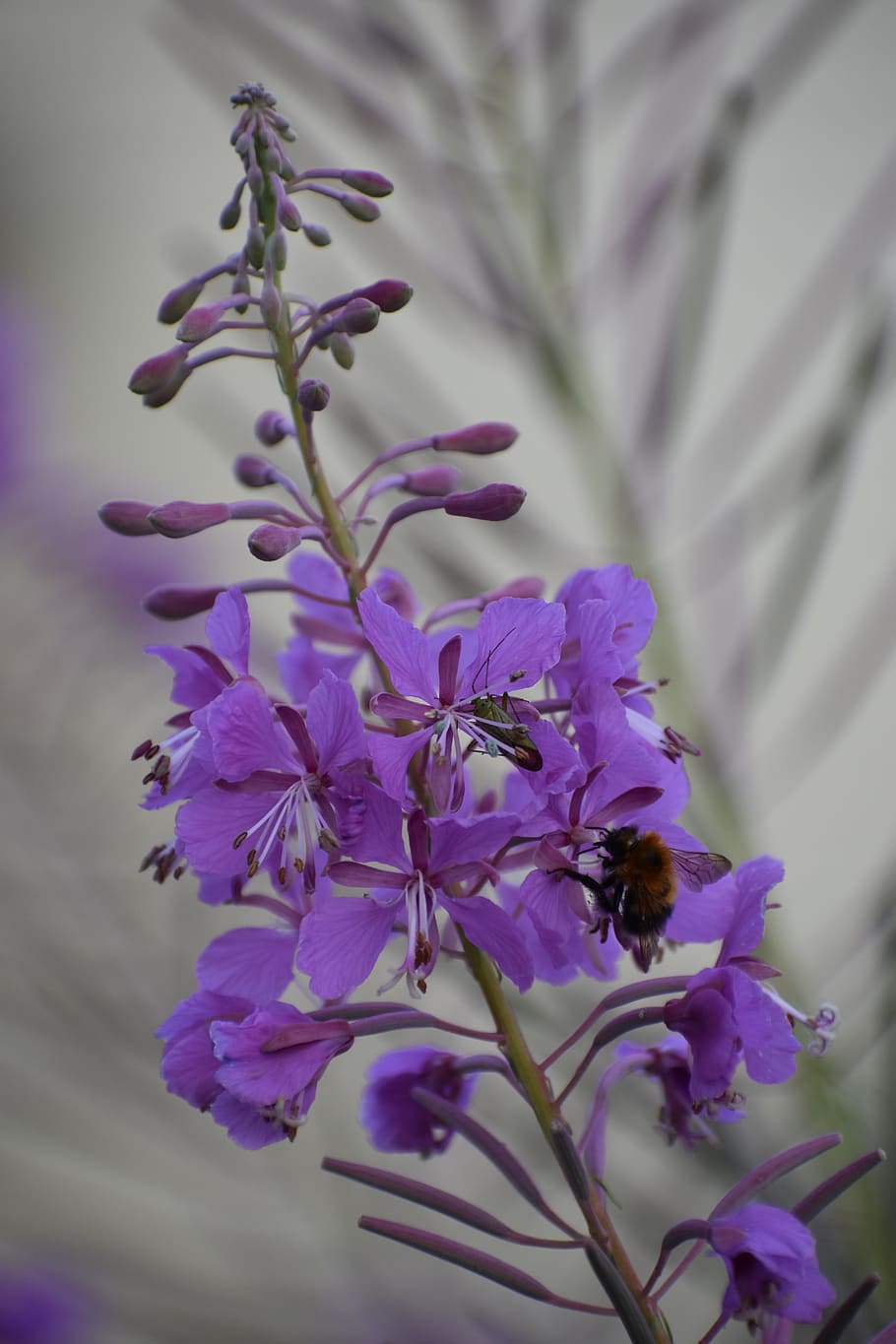 ivan-tea, flower, insects, bee, bug, plant, nature, fireweed, HD wallpaper