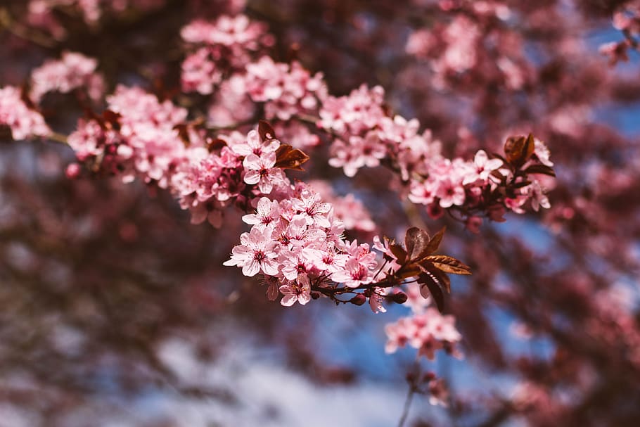 Фото Цветущий сад фотошоп рассвет. Blooming blossom