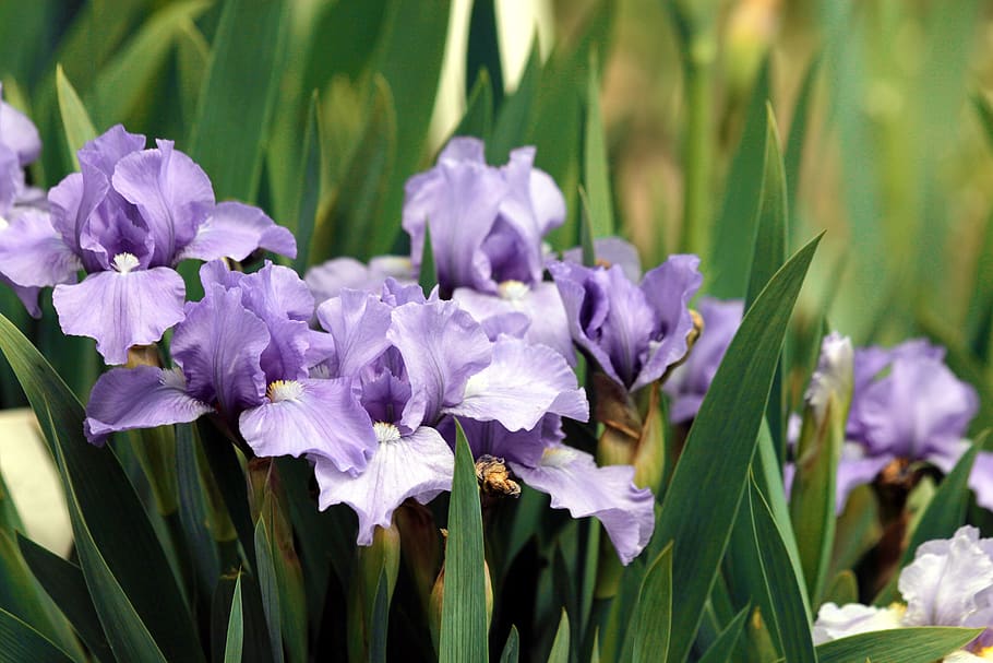 irises, purple iris, flowers, purple flowers, bearded irises, HD wallpaper