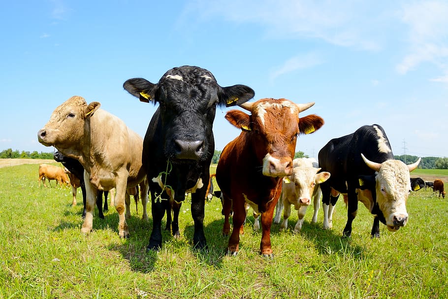 cows, hdr, rural, cattle, farm, meadow, nature, landscape, field HD wallpaper