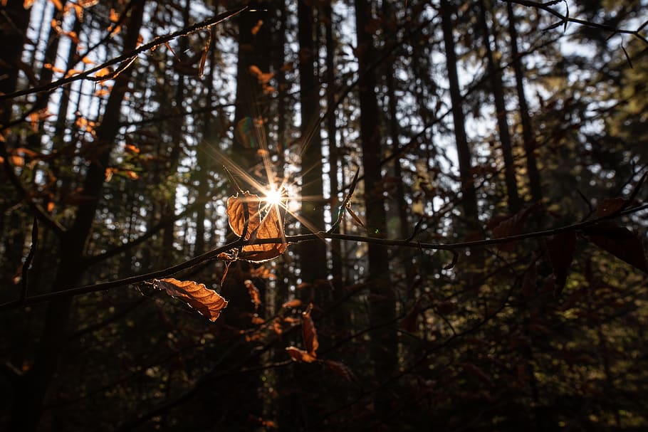 autumn, forest, sun, rays, light, glow, shading, the concentration of HD wallpaper