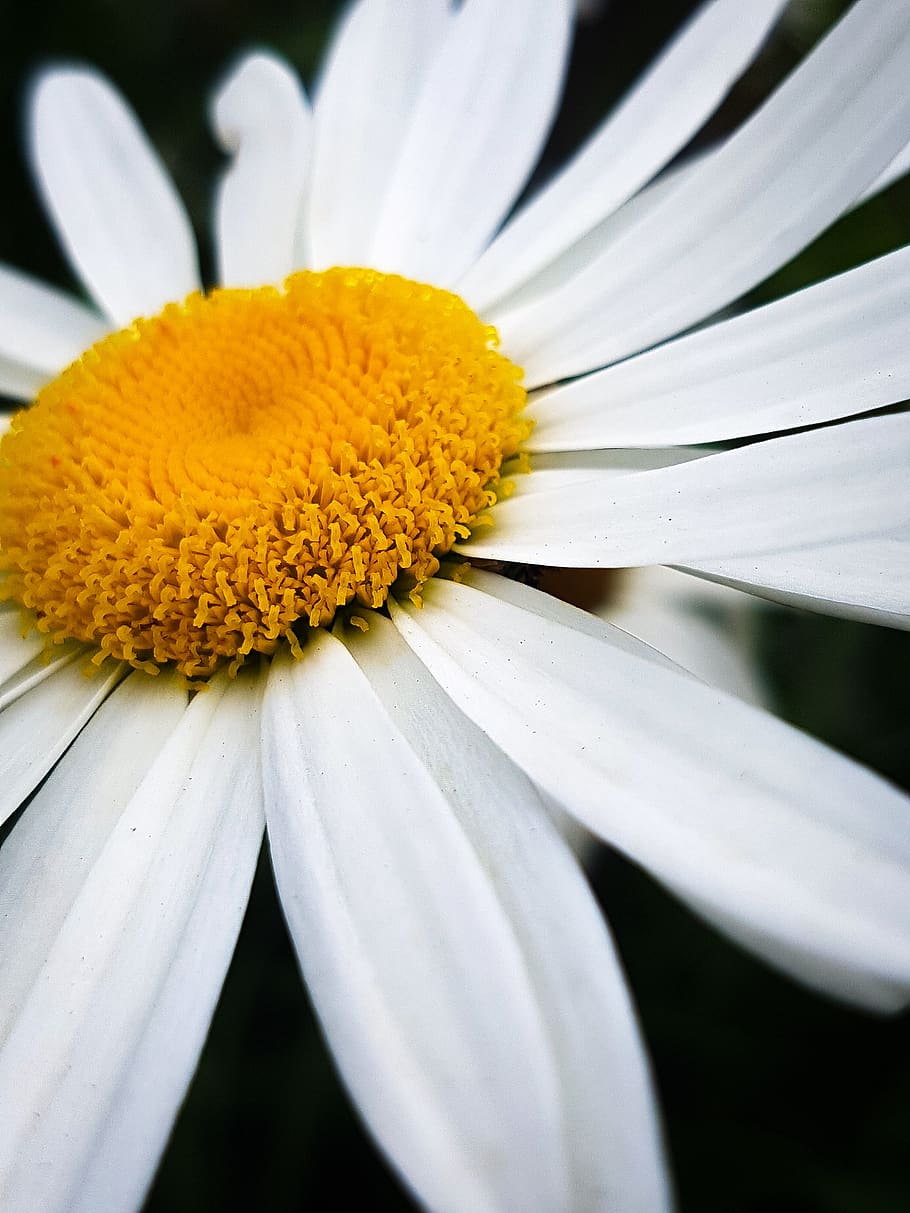flowers, daisy, yellow, flowering plant, vulnerability, fragility HD wallpaper