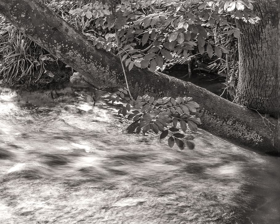 trees, leaves, plants, river, nature, day, water, no people HD wallpaper