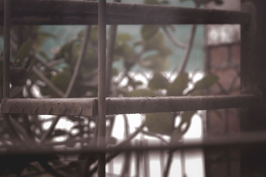 window, oxide, texture, winter, animal themes, no people, vertebrate HD wallpaper