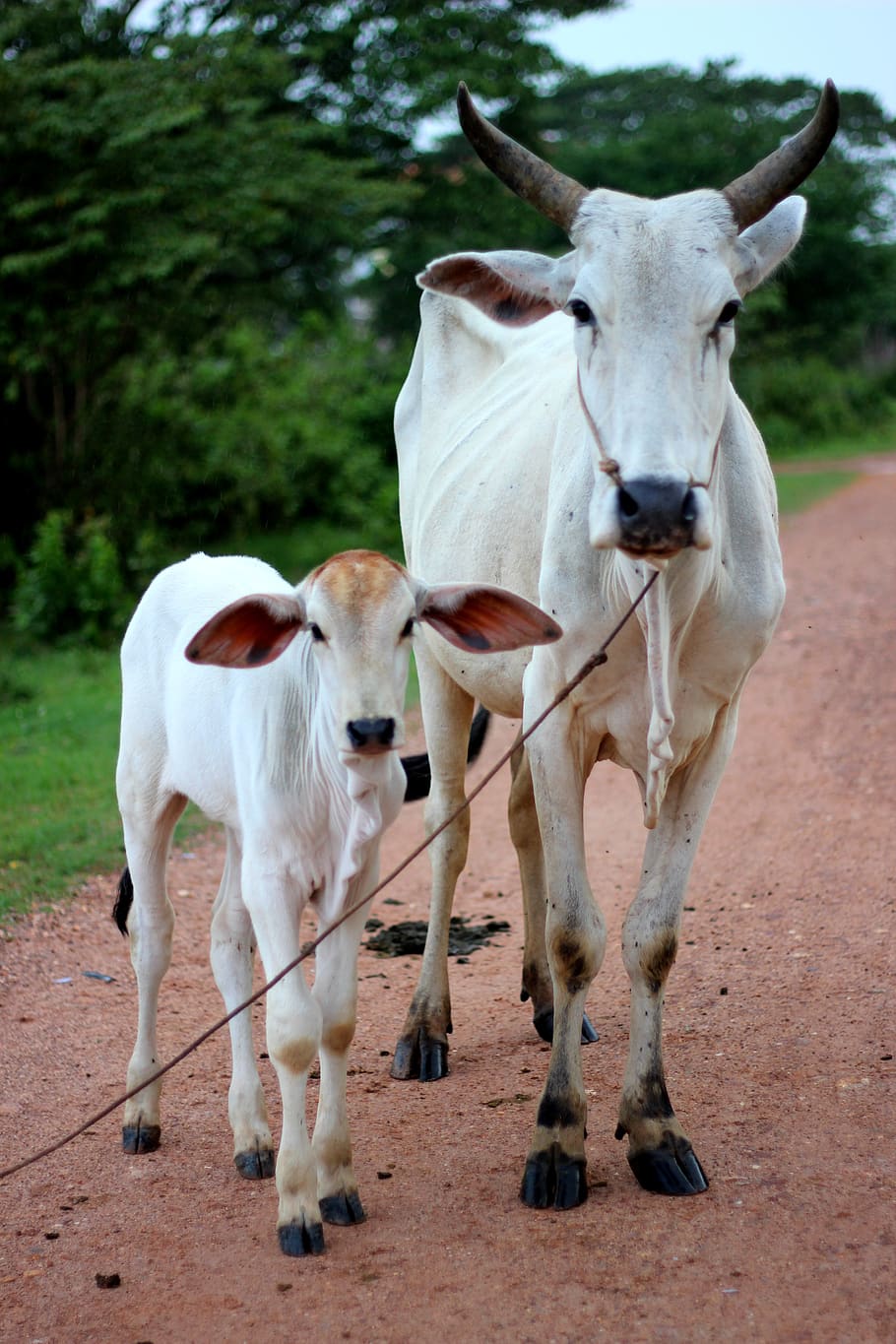 Cow calf Images - Search Images on Everypixel