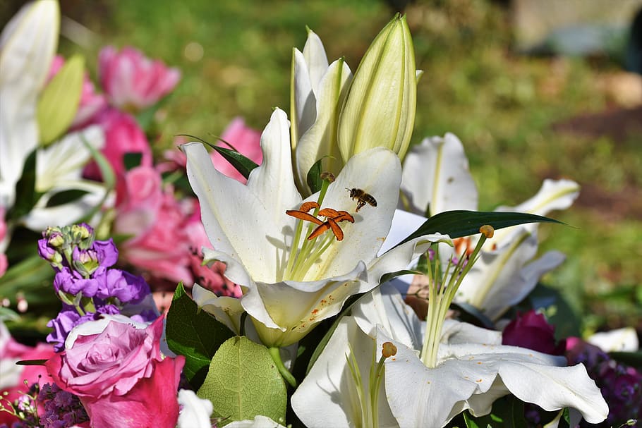 lily, blossom, bloom, bee, honey bee, lilies, stamen, pistil HD wallpaper