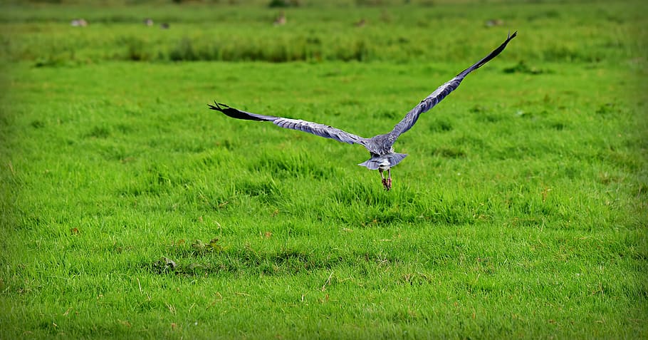heron, bird, animal, predator, bird of prey, wildlife, flight HD wallpaper