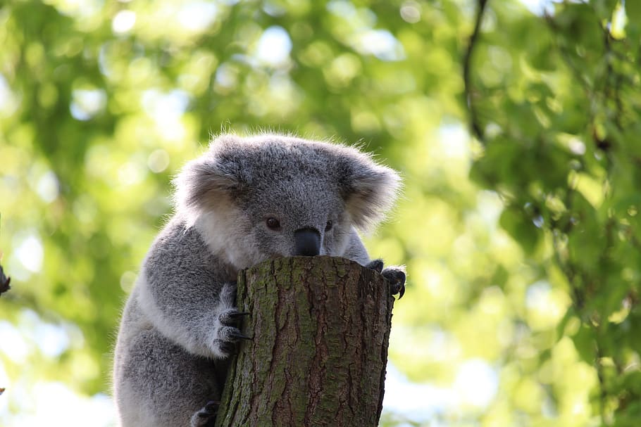 koala bear, climb, tree, animal, nature, forest, jungle, australia HD wallpaper