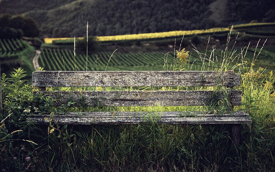 bench, summer, spring, wilderness, flowers, grass, hiking, wandering HD wallpaper