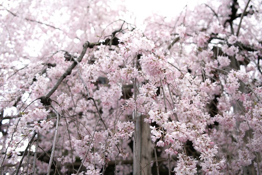 HD wallpaper: pink cherry blossom, plant, flower, spring, sakura, tree ...
