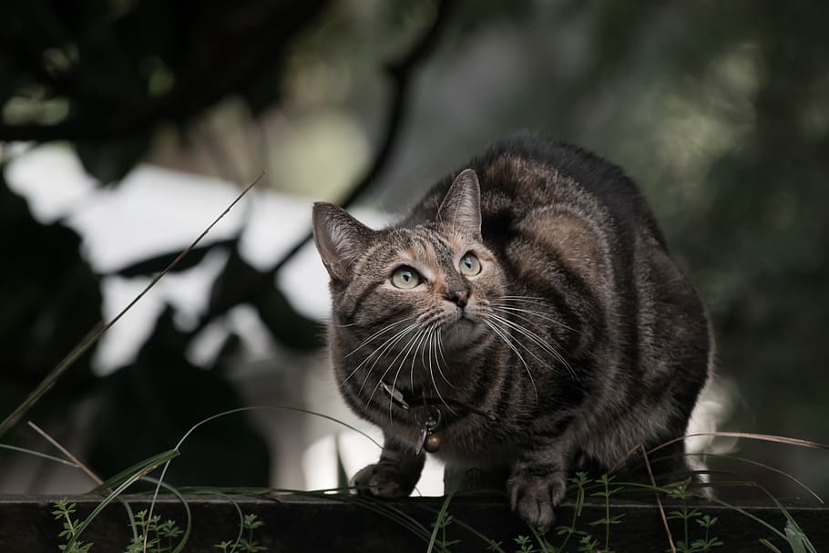 brown tabby cat, domestic, pets, domestic animals, feline, mammal HD wallpaper