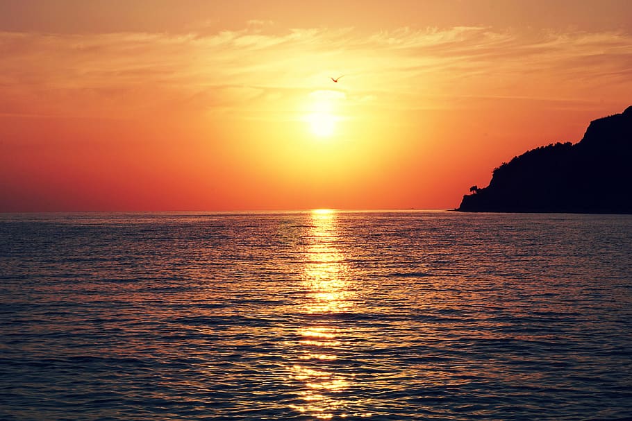 Bird Flying over Body of Water, backlit, beach, clouds, dawn HD wallpaper