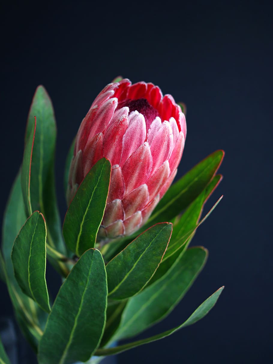 protea, vase, plant, flowers, bloom, botany, petals, leaf, bouquet