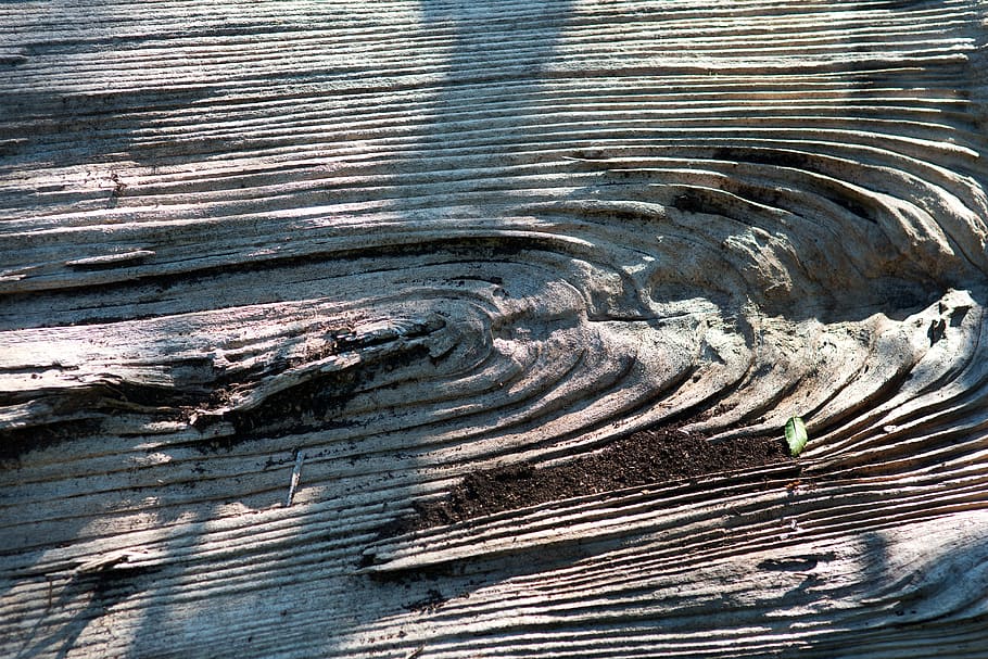 tree, texture, wood, template, old, rough, nature, boards, trunk HD wallpaper