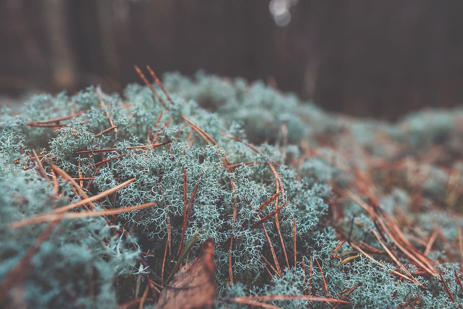 forest, moss, nature, outdoor, love, pinetree, trees, leafs