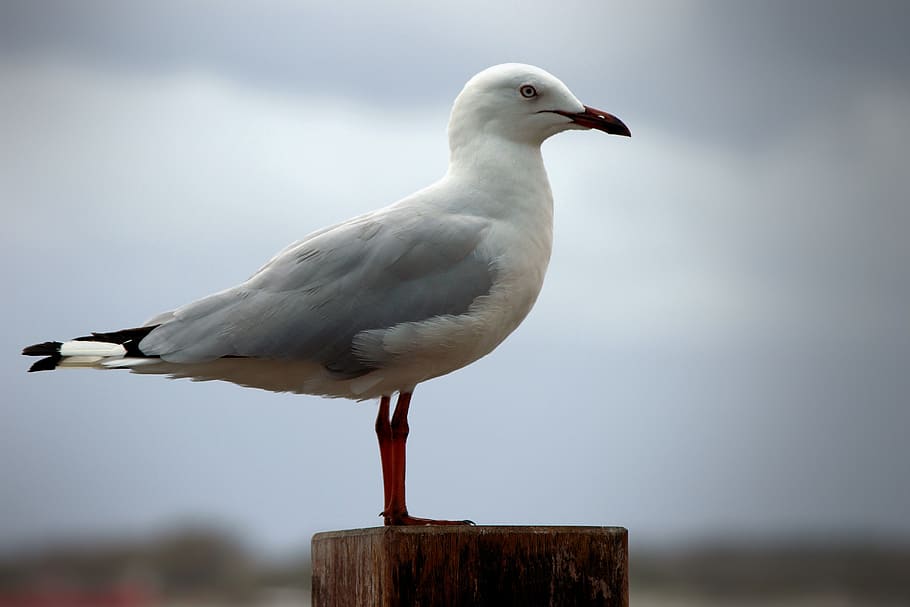 seagull, sentinel, guarding, laridae, tern, ocean, seaside, HD wallpaper