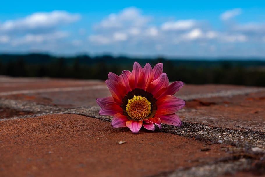 flower, forest, hope, pink color, flowering plant, freshness HD wallpaper