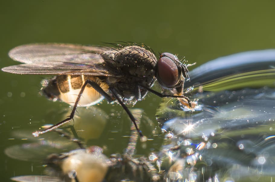 fly, bug, wing, drinking fly, mirror, summer, one animal, animal themes HD wallpaper