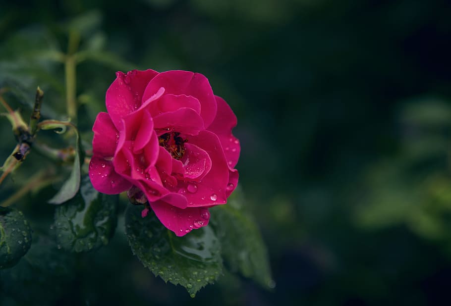 Selective Focus Photography of Pink Rose Flower With Water Droplets, HD wallpaper