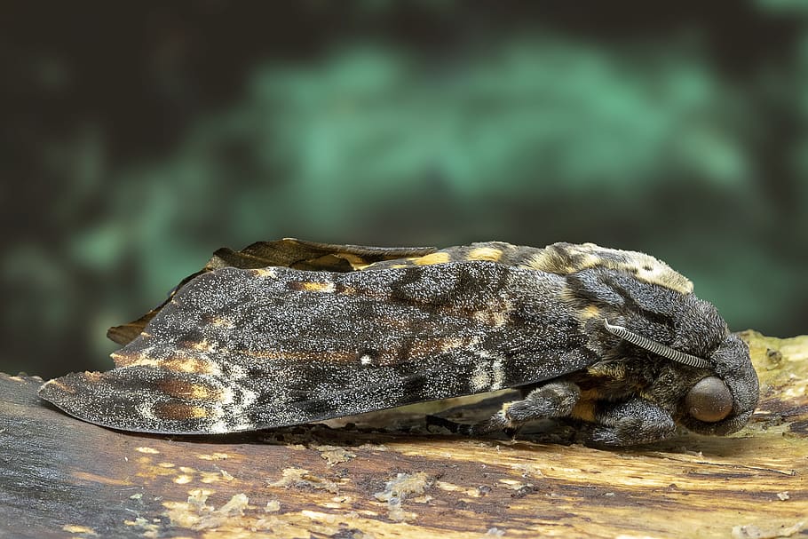 moth, deaths head hawk-moth, pattern, nature, skull, insect HD wallpaper