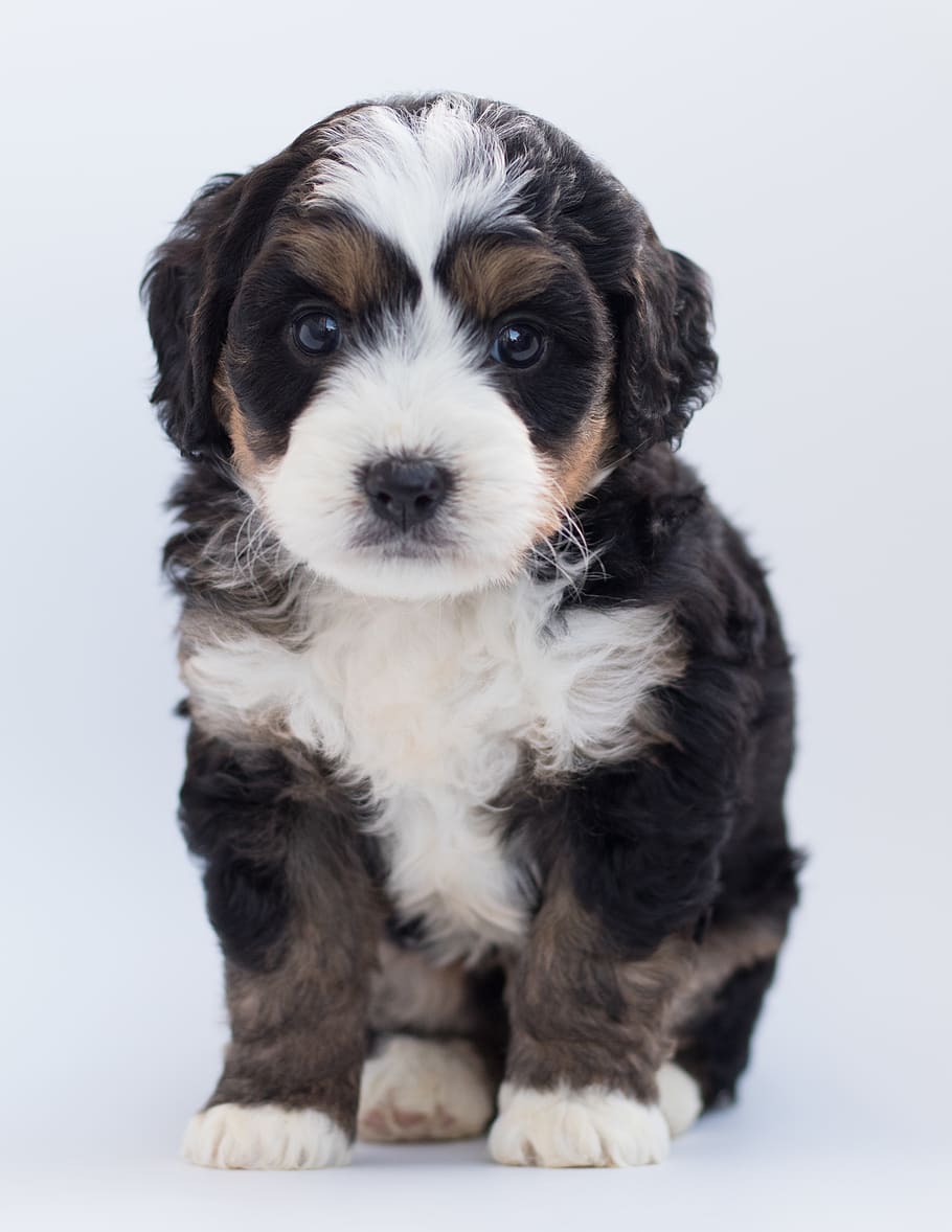 Tricolor Maltese Puppy, adorable, animal, bernedoodle, bernese mountain dog, HD wallpaper