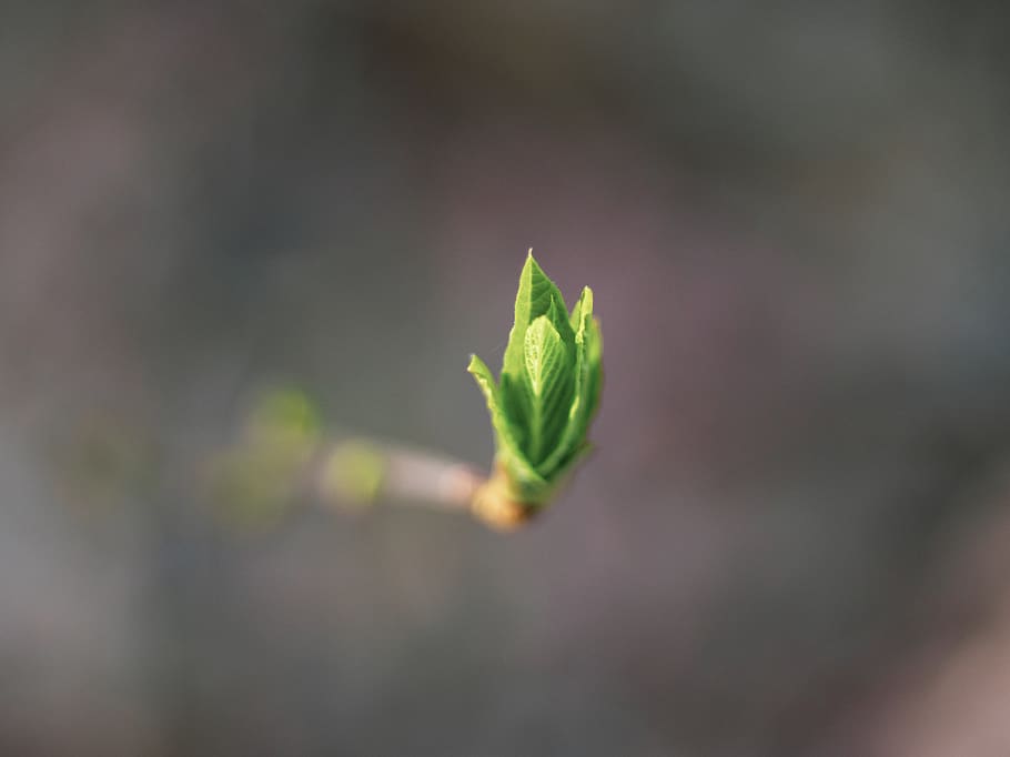 HD wallpaper: bud, sprout, blossom, flower, plant, green, new, stem