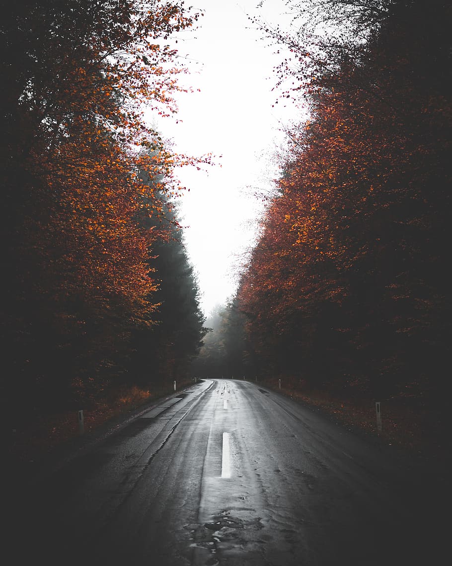 empty wet road between trees, the way forward, direction, transportation HD wallpaper