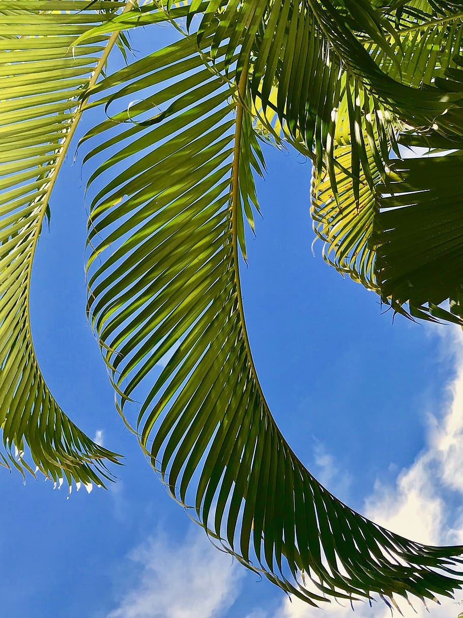 australia, brisbane, shadows, trees, summer, sun, clouds, foliage HD wallpaper