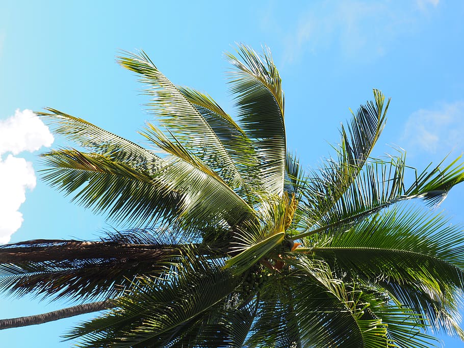 HD wallpaper: australia, cairns, holiday, green, blue, sky, nature ...