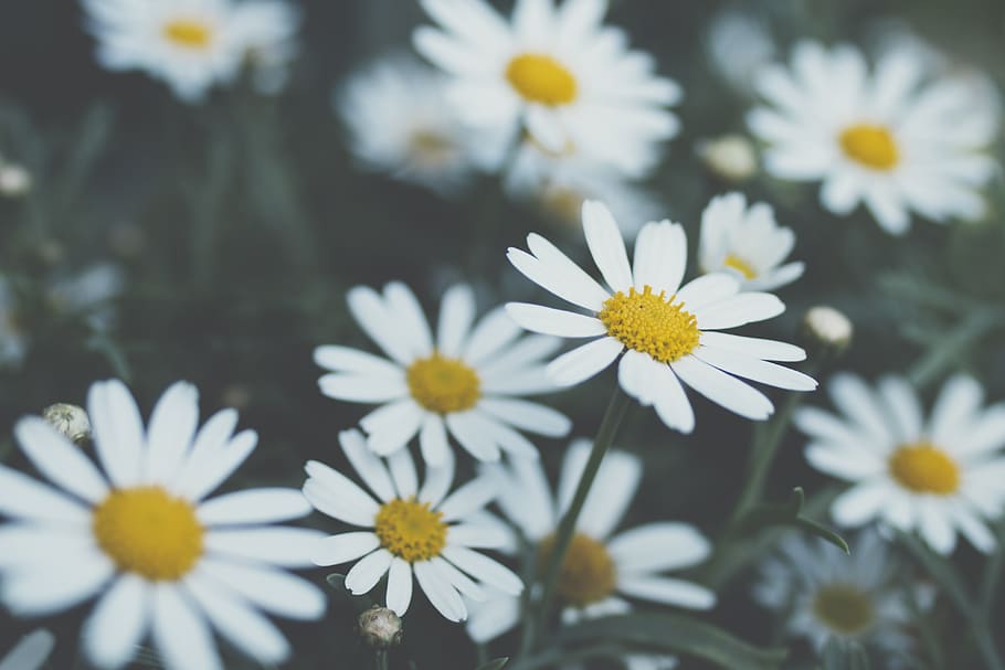 daisy flowers, flowering plant, freshness, vulnerability, fragility HD wallpaper