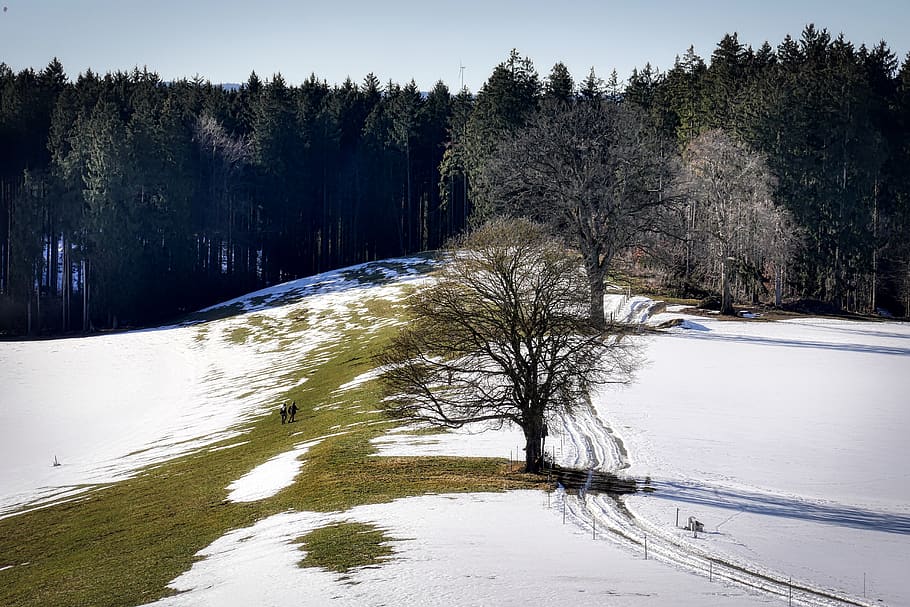 forest, tree, meadow, winter, snow, away, plant, cold temperature HD wallpaper