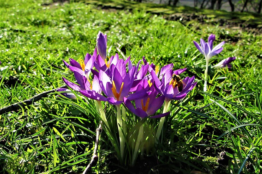 crocuses, winter, bloom, grass, vegetable, garden, flowers HD wallpaper