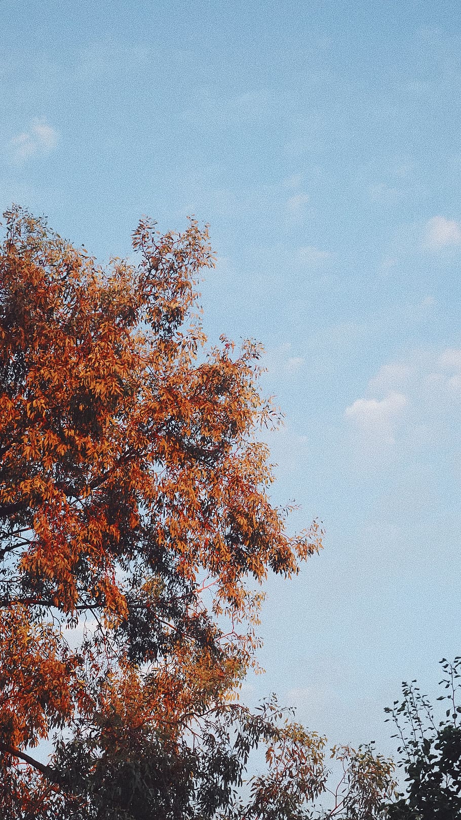 plant, maple, tree trunk, leaf, autumn, sky, orange, outdoors HD wallpaper