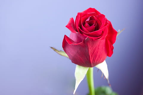 HD wallpaper: rose, flower, flowers, romantic, beauty, red, love, nature |  Wallpaper Flare
