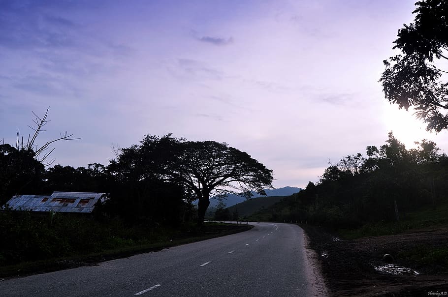 road, tree, sky, transportation, direction, the way forward HD wallpaper