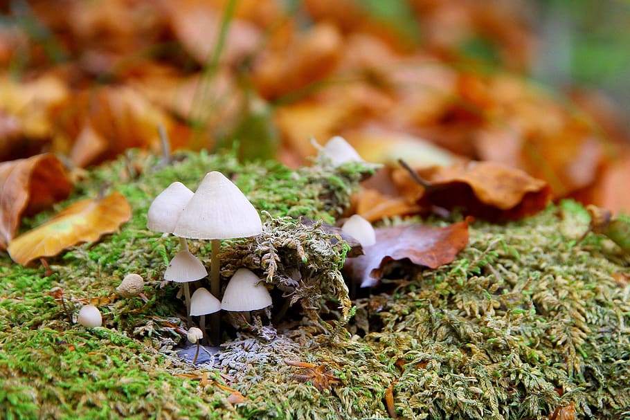 mushrooms, forest, autumn, moss, forest mushroom, forest floor, HD wallpaper