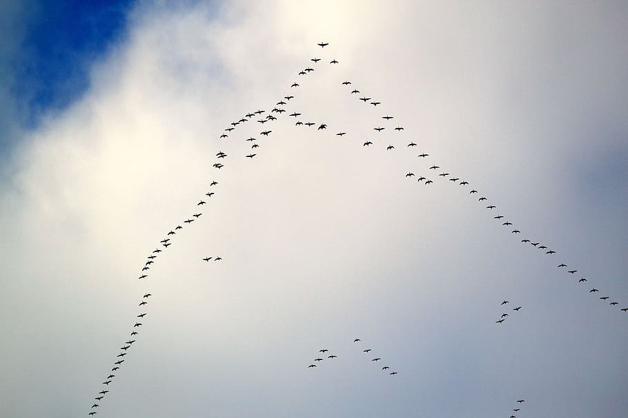sky, blue, clouds, flight, fly, birds, nature, key, weather HD wallpaper