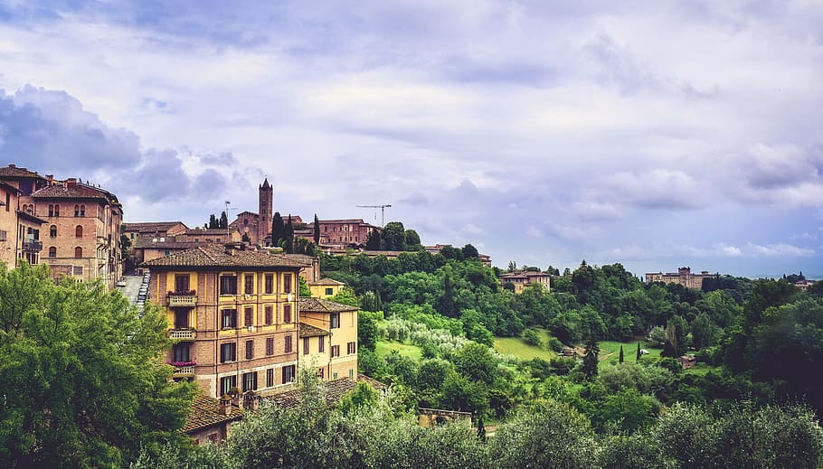 italy, province of siena, grass, hills, trees, italian, tuscany, HD wallpaper