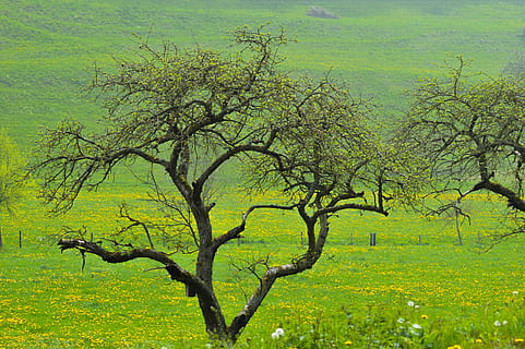 grassland, field, outdoors, nature, plant, tree, tree trunk HD wallpaper