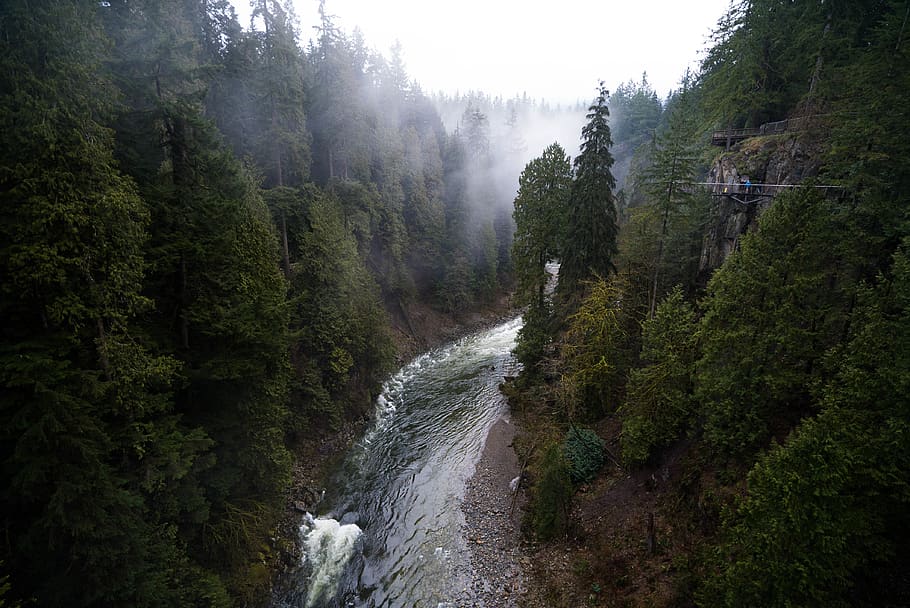 river between trees, nature, plant, fir, abies, outdoors, conifer HD wallpaper