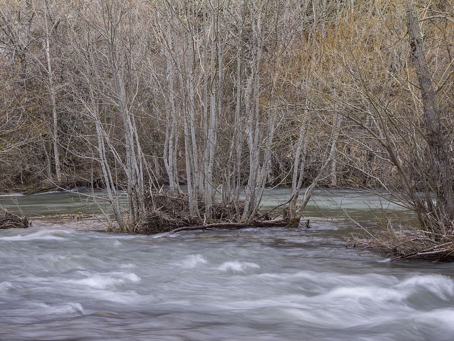 spain, babia, trees, forest, water, no people, scenics - nature HD wallpaper