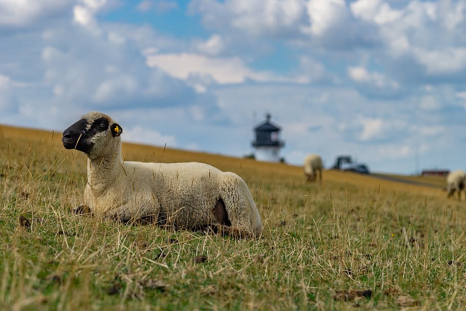 animal, sheep, nature, wool, rural, landscape, agriculture HD wallpaper